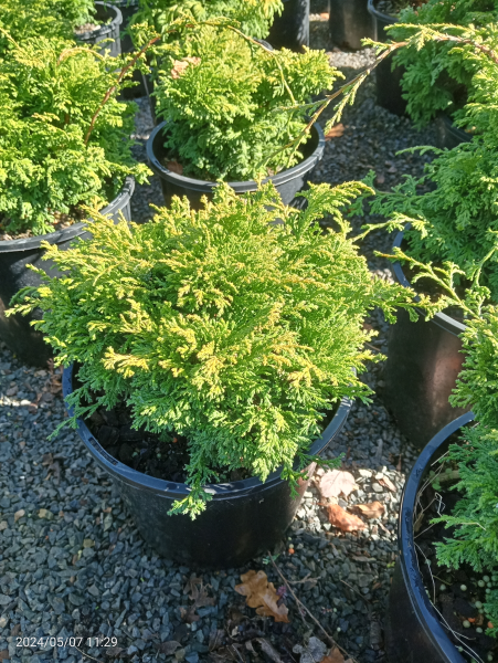 Chamaecyparis pisifera Tsukomo