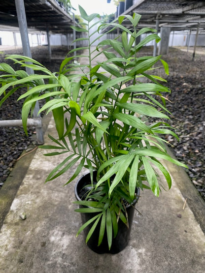 Chamaedorea elegans