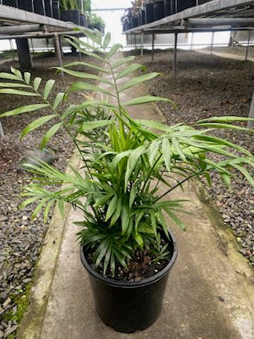 Chamaedorea elegans