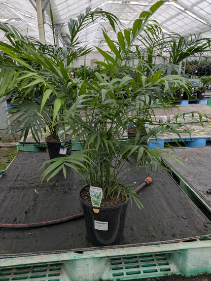 Chamaedorea atrovirens