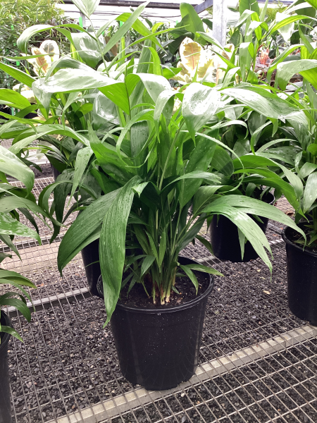 Chamaedorea seifrizii