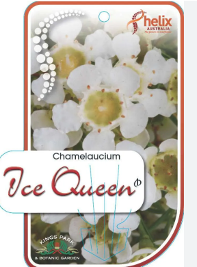 Chamelaucium Ice Queen