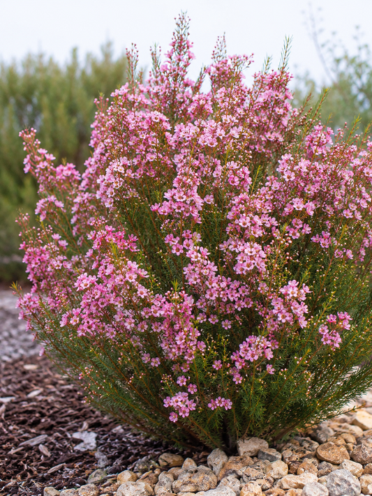 Chamelaucium Pink Pinnacle