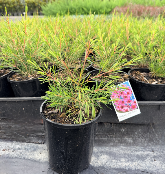 Chamelaucium uncinatum