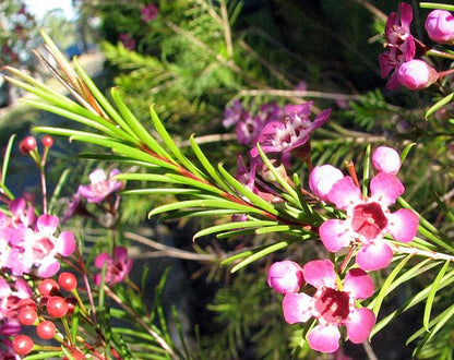 Chamelaucium uncinatum