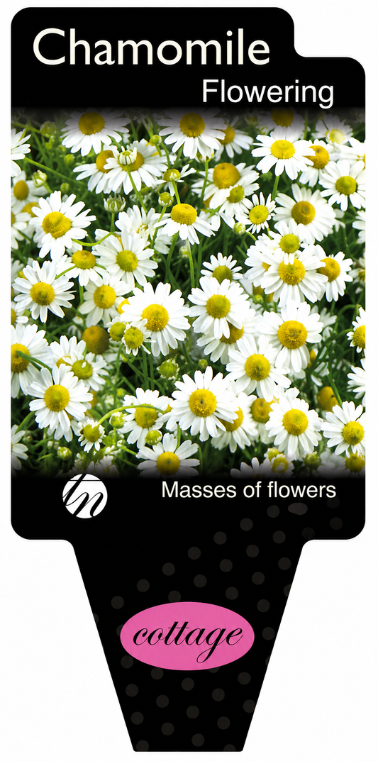 Chamomile Anthemis nobilis