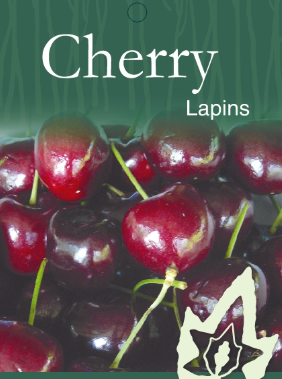 Cherry - Lapins