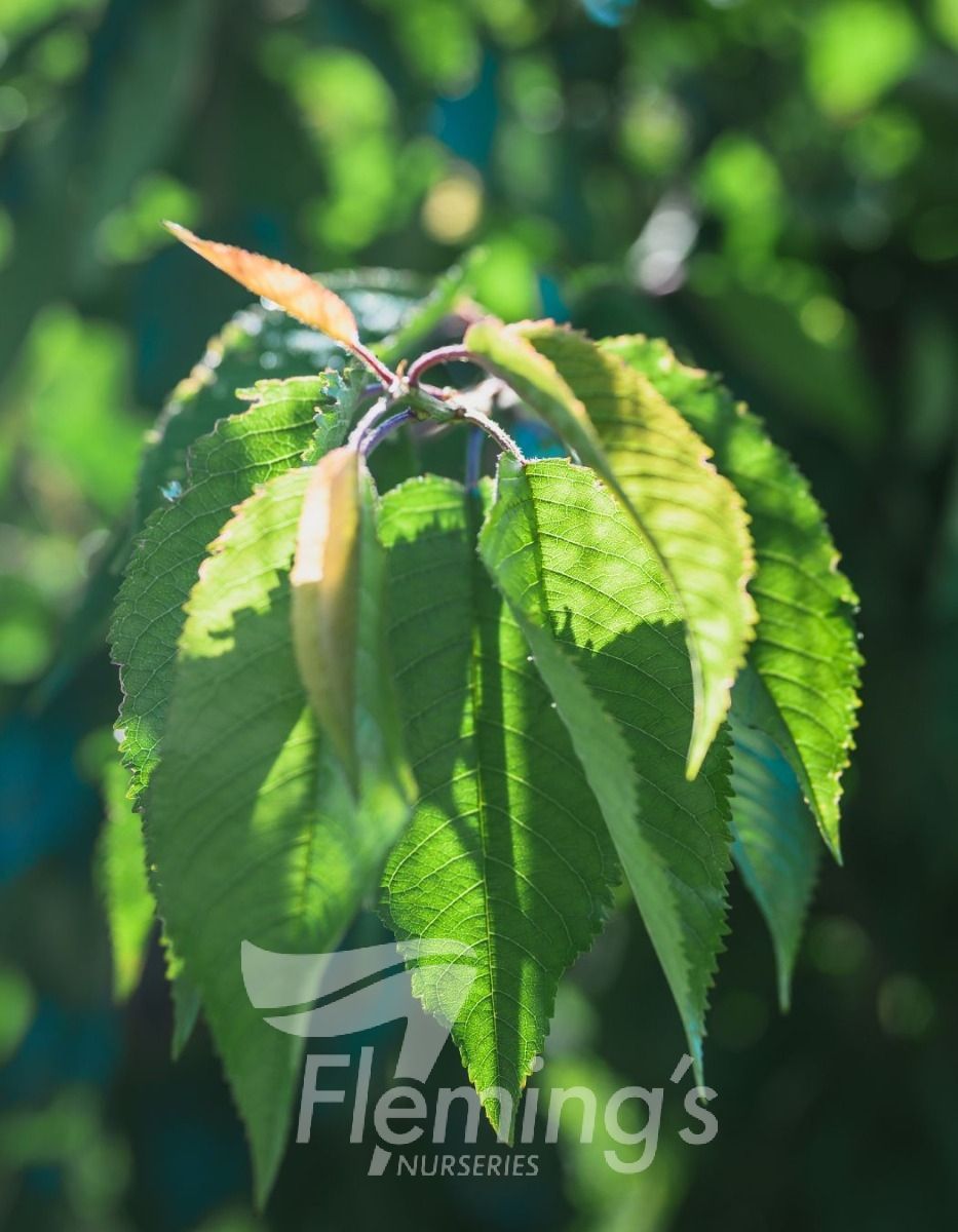 the plant broker