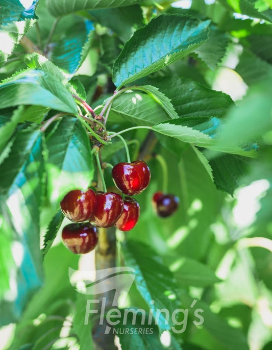 Cherry - Royal Crimson