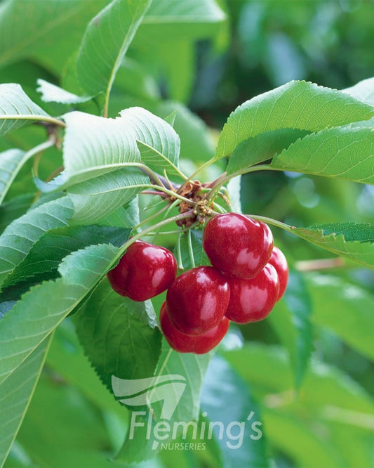 Cherry - Starkrimson