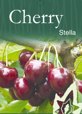 Cherry - Stella