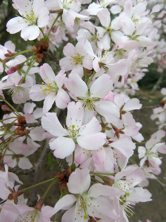 Cherry – Prunus incisa 'Kojo No Mai'