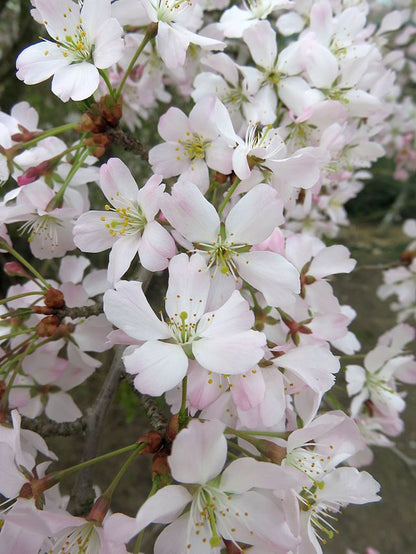 Cherry – Prunus incisa 'Kojo No Mai'