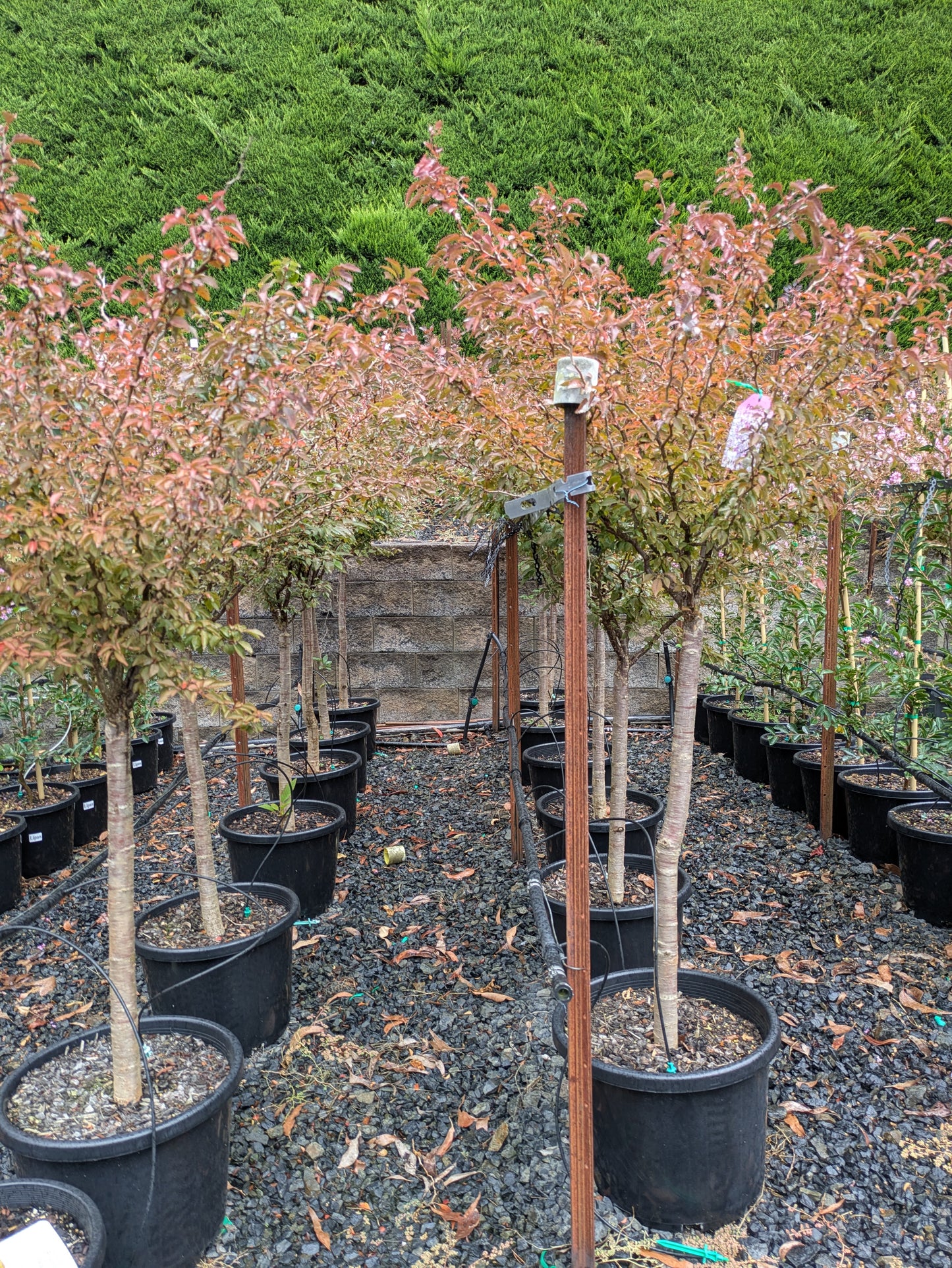 Cherry – Prunus incisa 'Kojo No Mai'