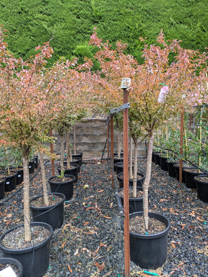 Cherry – Prunus incisa 'Kojo No Mai'