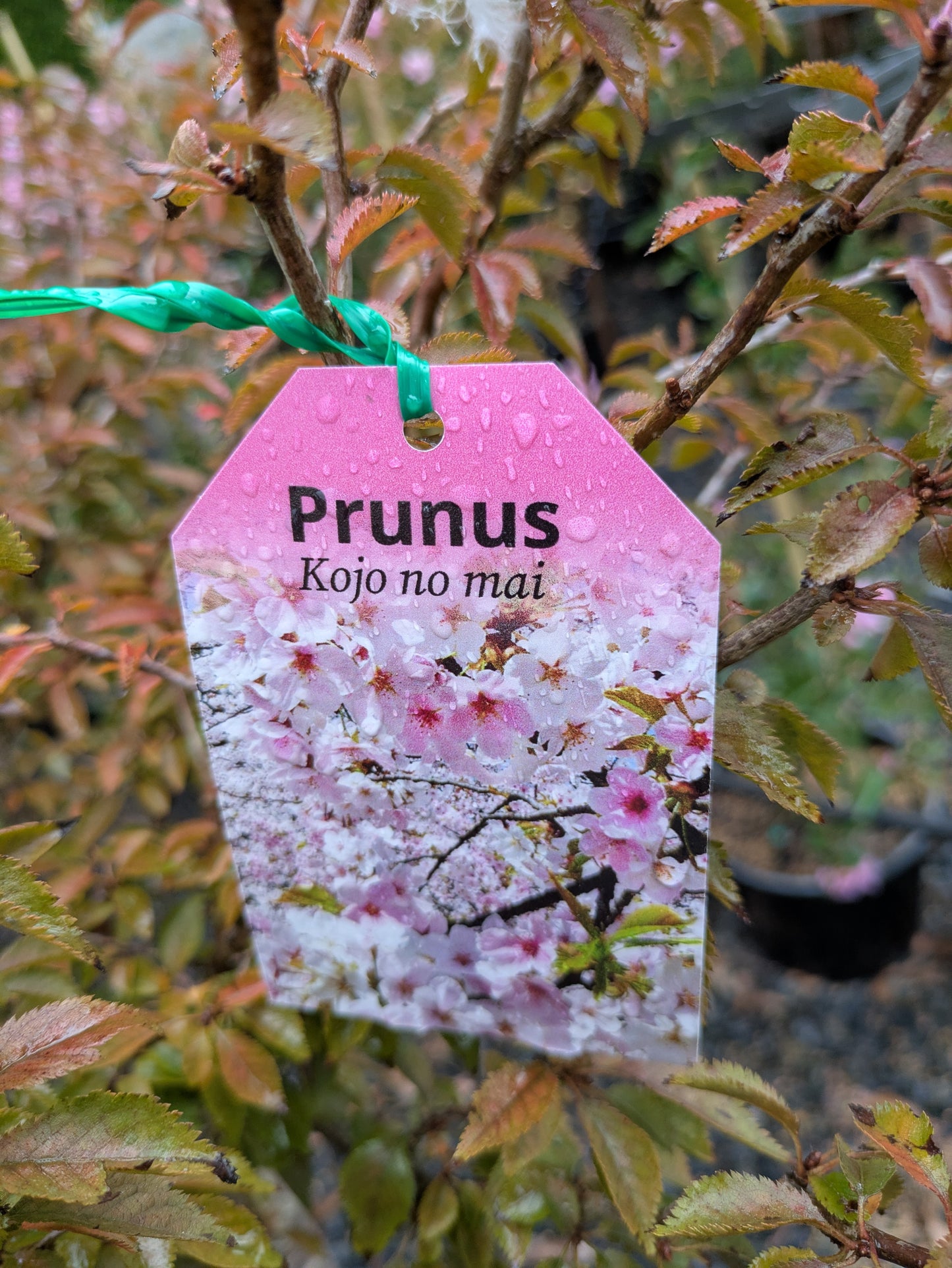 Cherry – Prunus incisa 'Kojo No Mai'