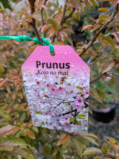 Cherry – Prunus incisa 'Kojo No Mai'