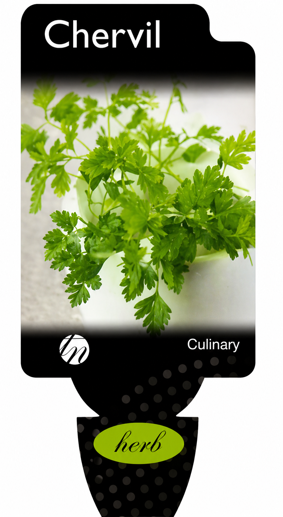 Chervil Anthriscus cerefolium