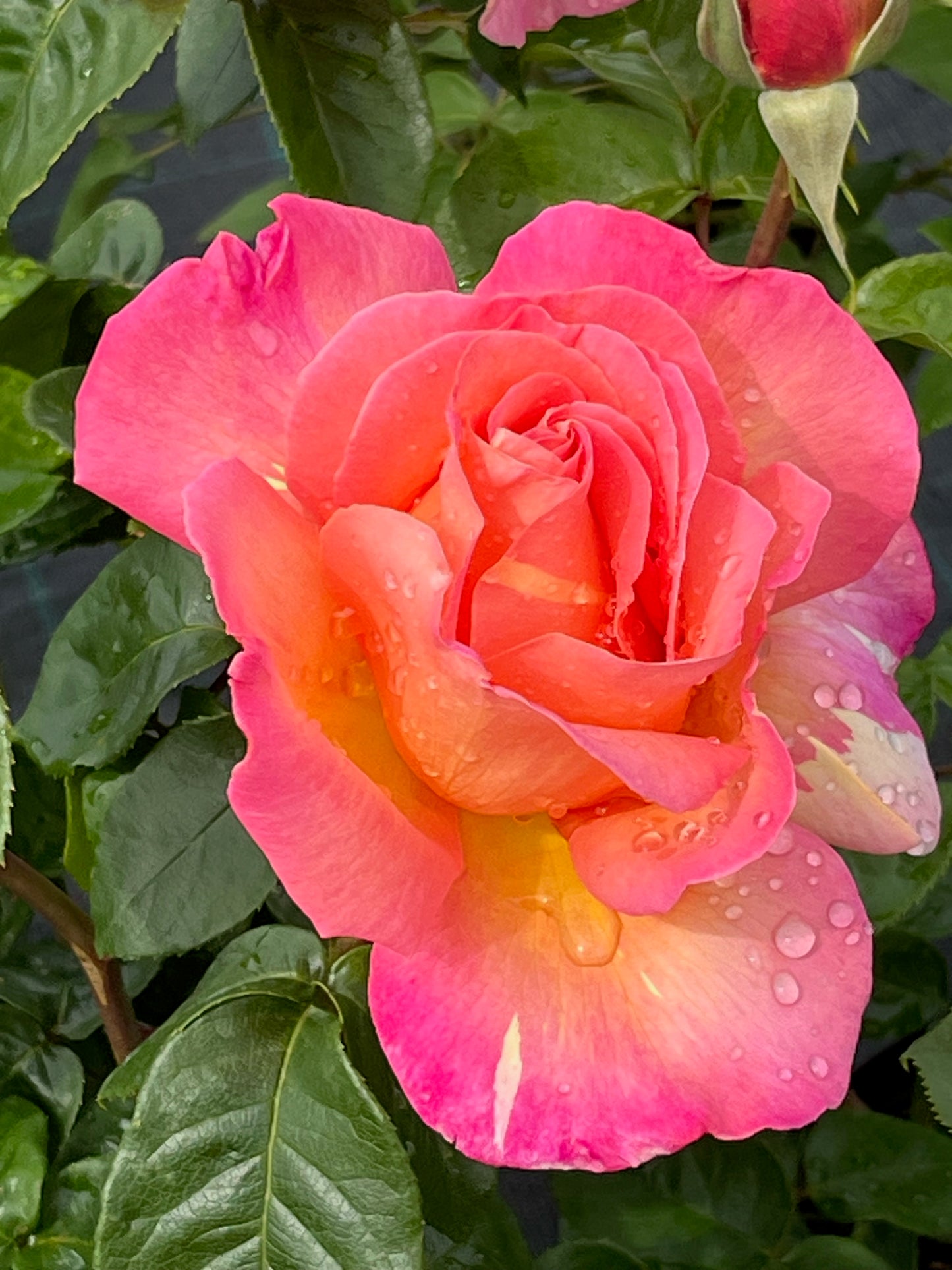 Rose - Chicago Peace