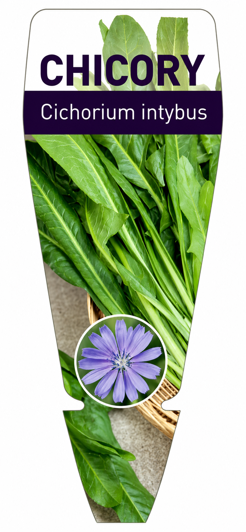Chicory Cichorium intybus