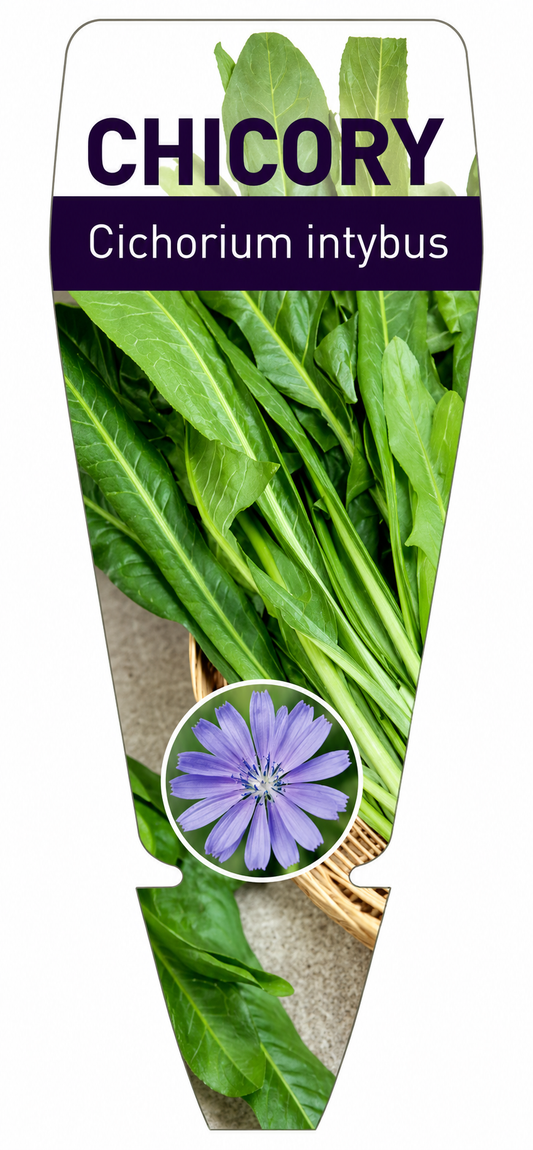 Chicory Cichorium intybus