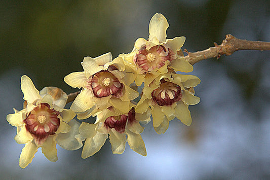 Chimonanthus praecox