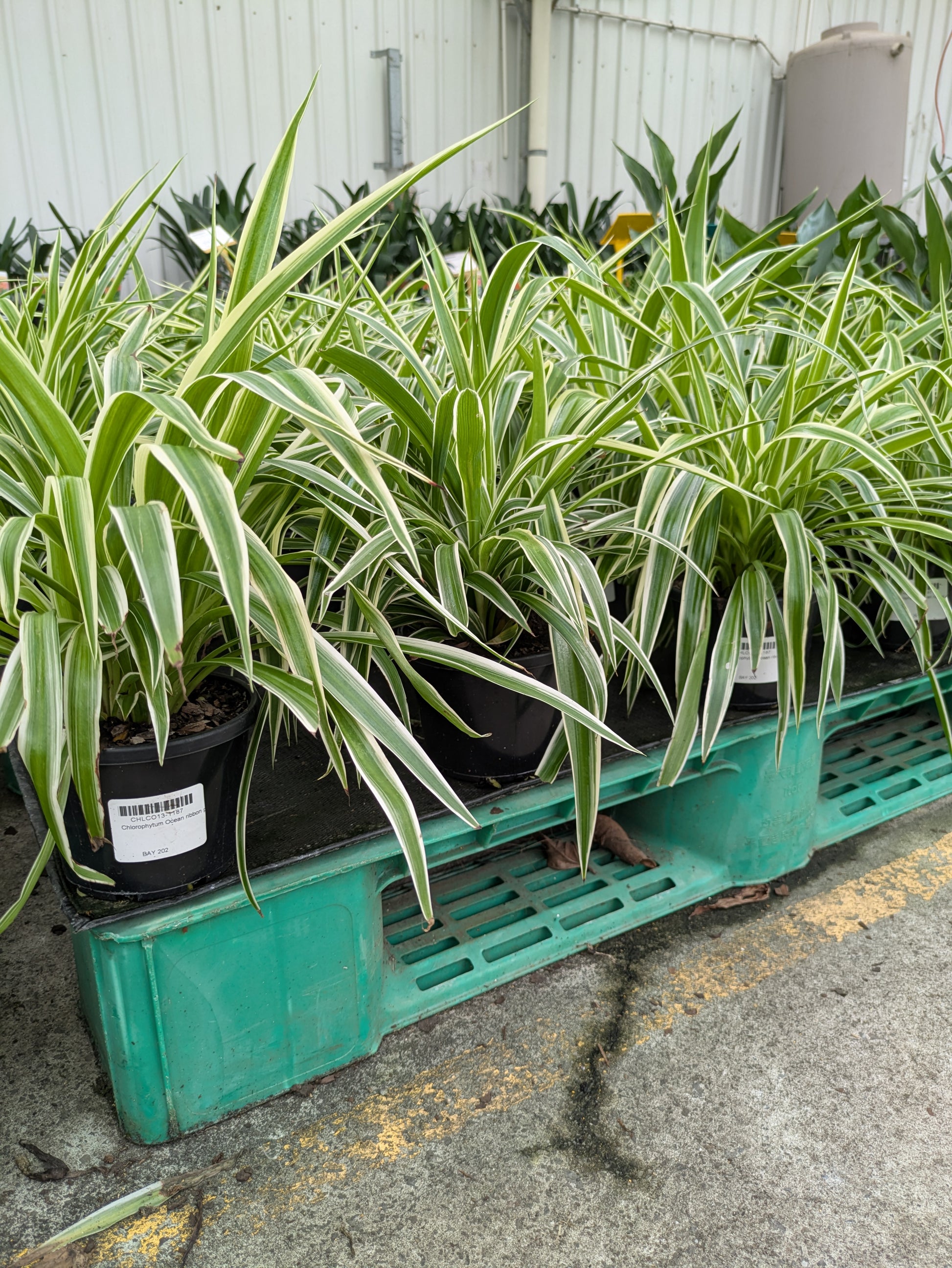 chlorophytum comosum outdoors Chlorophytum comosum 'Ocean' – The Plant Broker