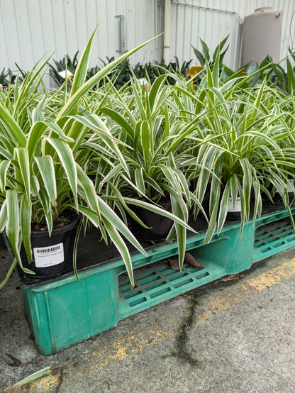 Chlorophytum comosum 'Ocean'
