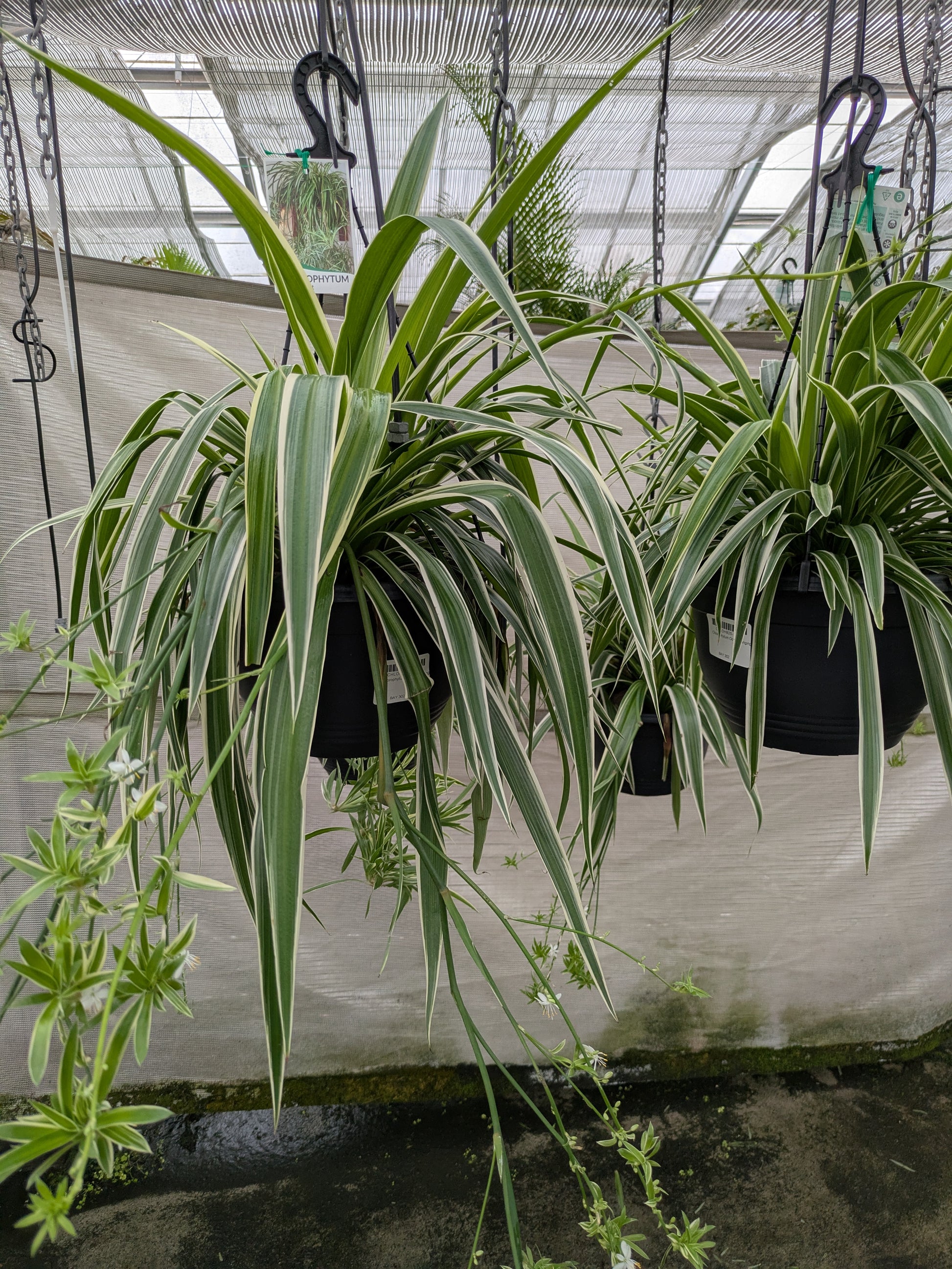 spider plant variegated ocean Chlorophytum comosum 'Ocean' – The Plant Broker