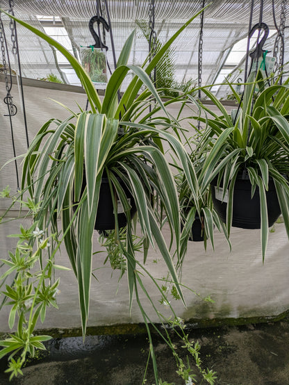 Chlorophytum comosum 'Ocean'