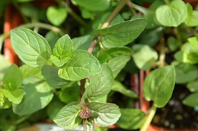 Mentha x. Piperita "Chocolate Mint"