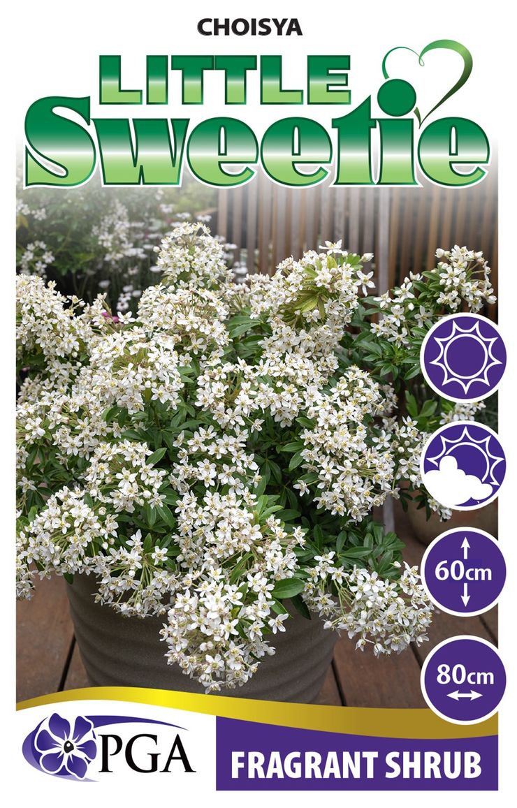 Choisya ‘Little Sweetie’