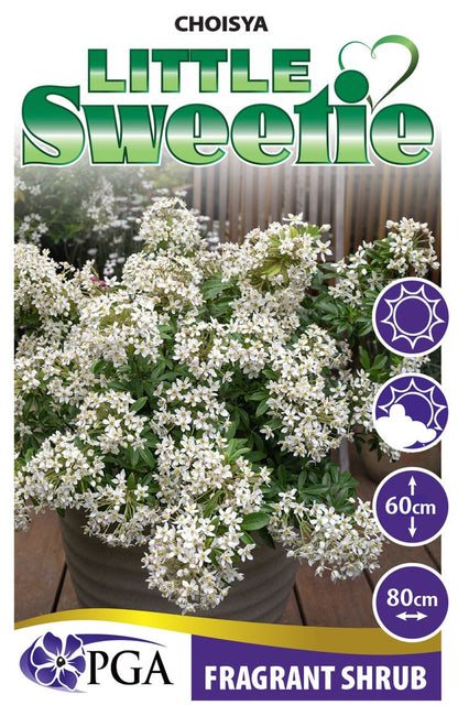 Choisya ‘Little Sweetie’