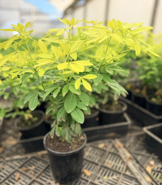 the plant broker