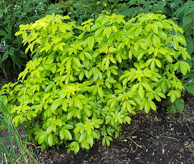 Choisya ternata Sundance