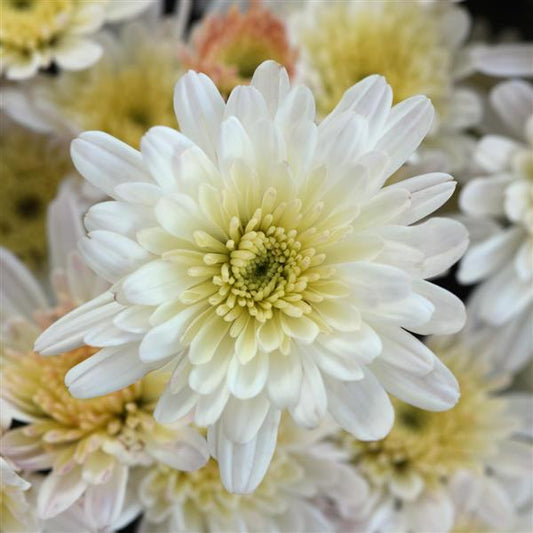 Chrysanthemum Milkshake Coconut