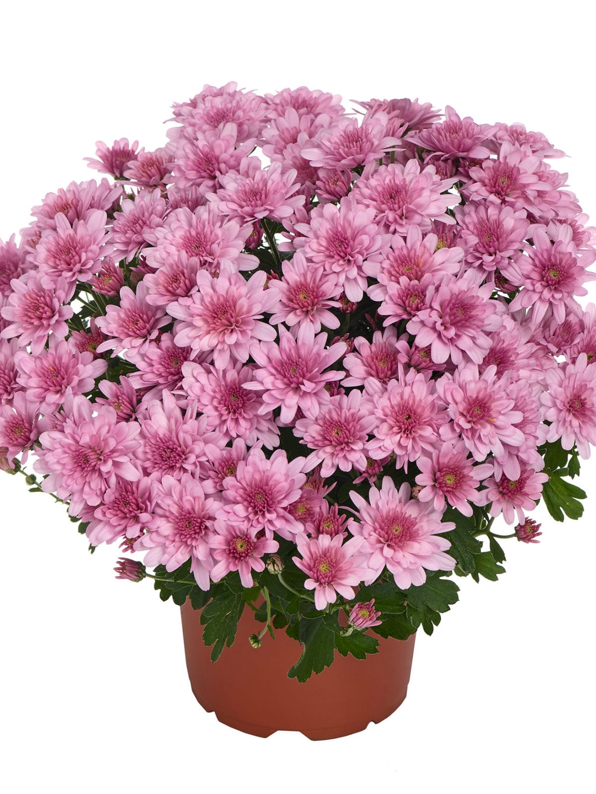 Chrysanthemum Milkshake Raspberry – The Plant Broker