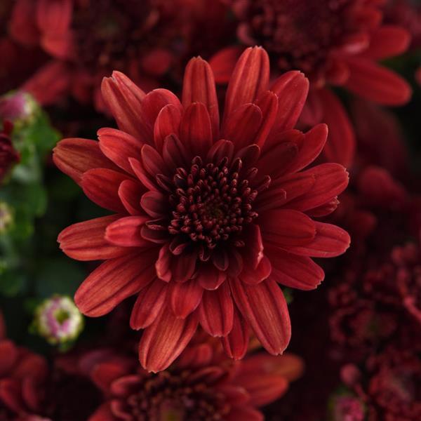 Chrysanthemum Milkshake Strawberry