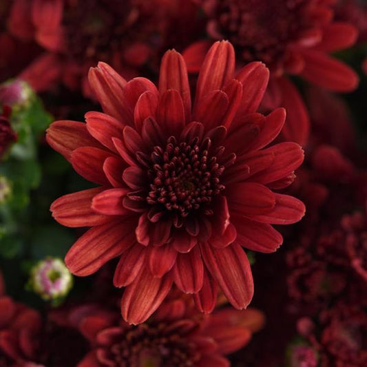 Chrysanthemum Milkshake Strawberry