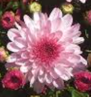 Chrysanthemum Shabby Chic