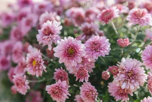 Chrysanthemum Spp. Double Pink