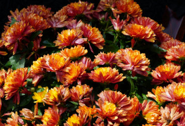 Chrysanthemum morifolium Bronze