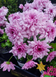 Chrysanthemum morifolium Pink Flair
