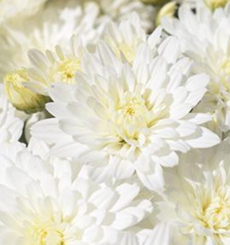 Chrysanthemum morifolium White
