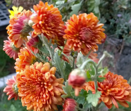 Chrysanthemum multiflora Double Orange