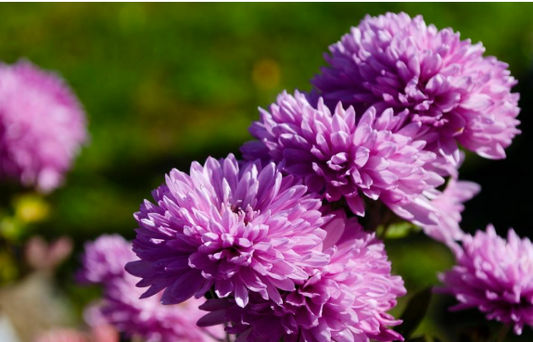 Chrysanthemum multiflora Double Purple