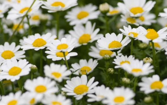 Chrysanthemum paludosum 'Chalet'