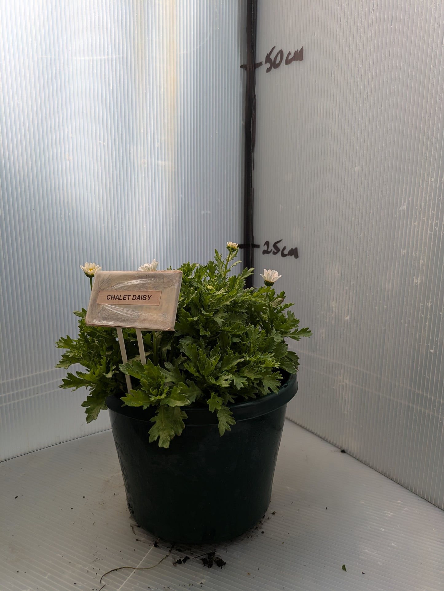 Chrysanthemum paludosum 'Chalet'
