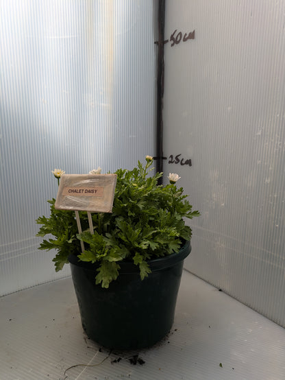 Chrysanthemum paludosum 'Chalet'