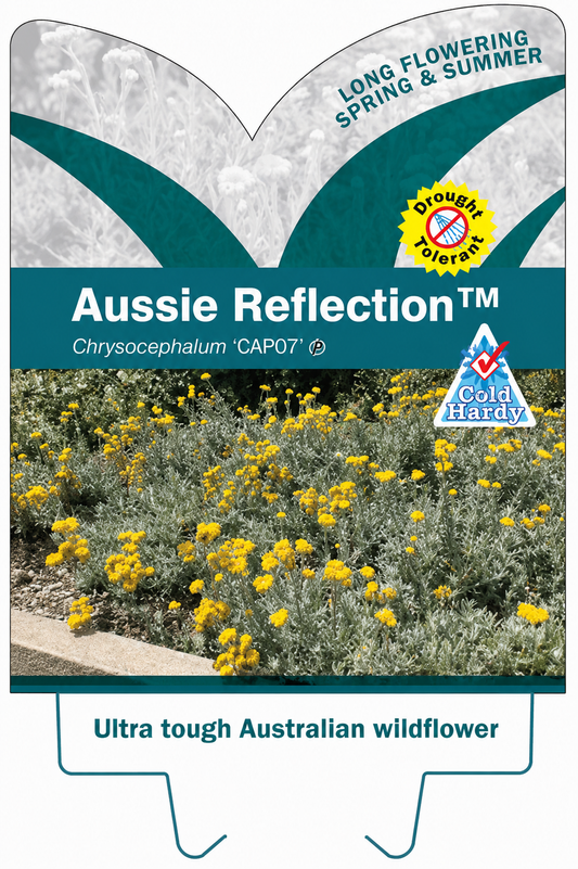 Chrysocephalum (CAP07) AUSSIE REFLECTION